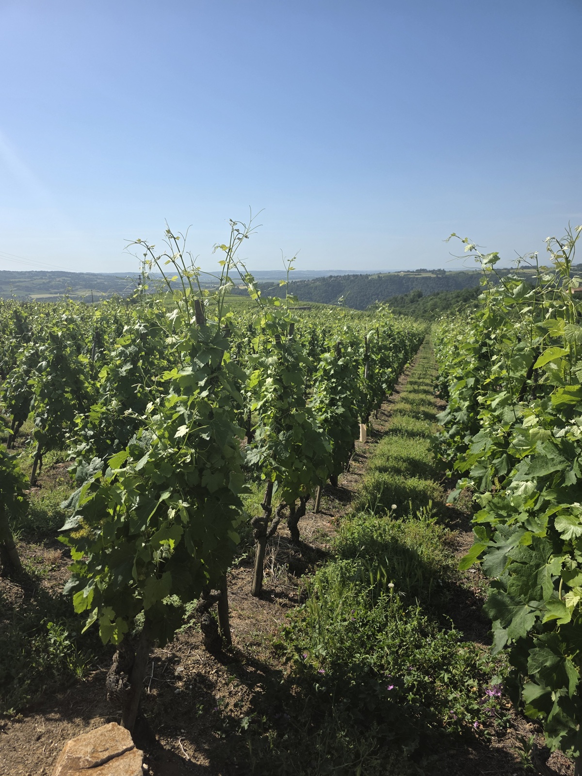 Le Champin - direct at the Domaine